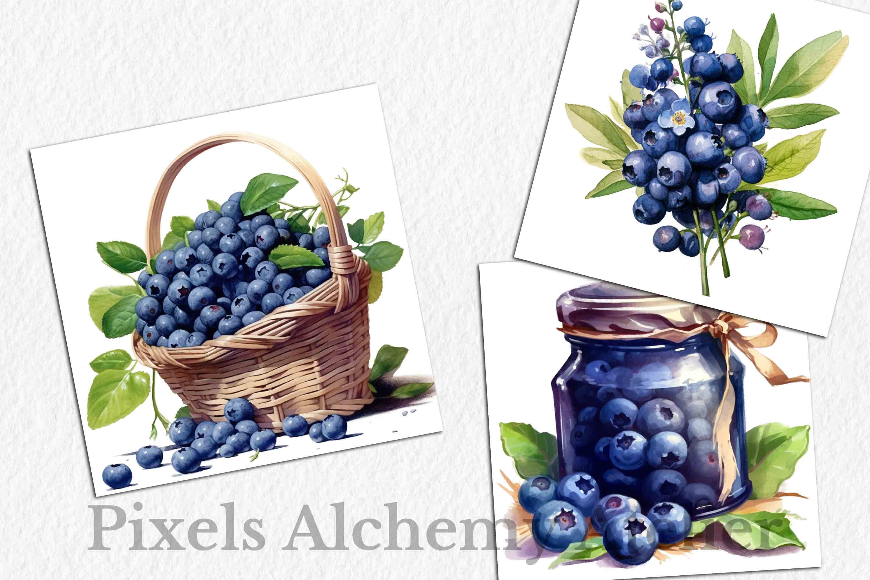 30 Blueberry Bundle Watercolor Clipart, Transparent PNG, FREE ...