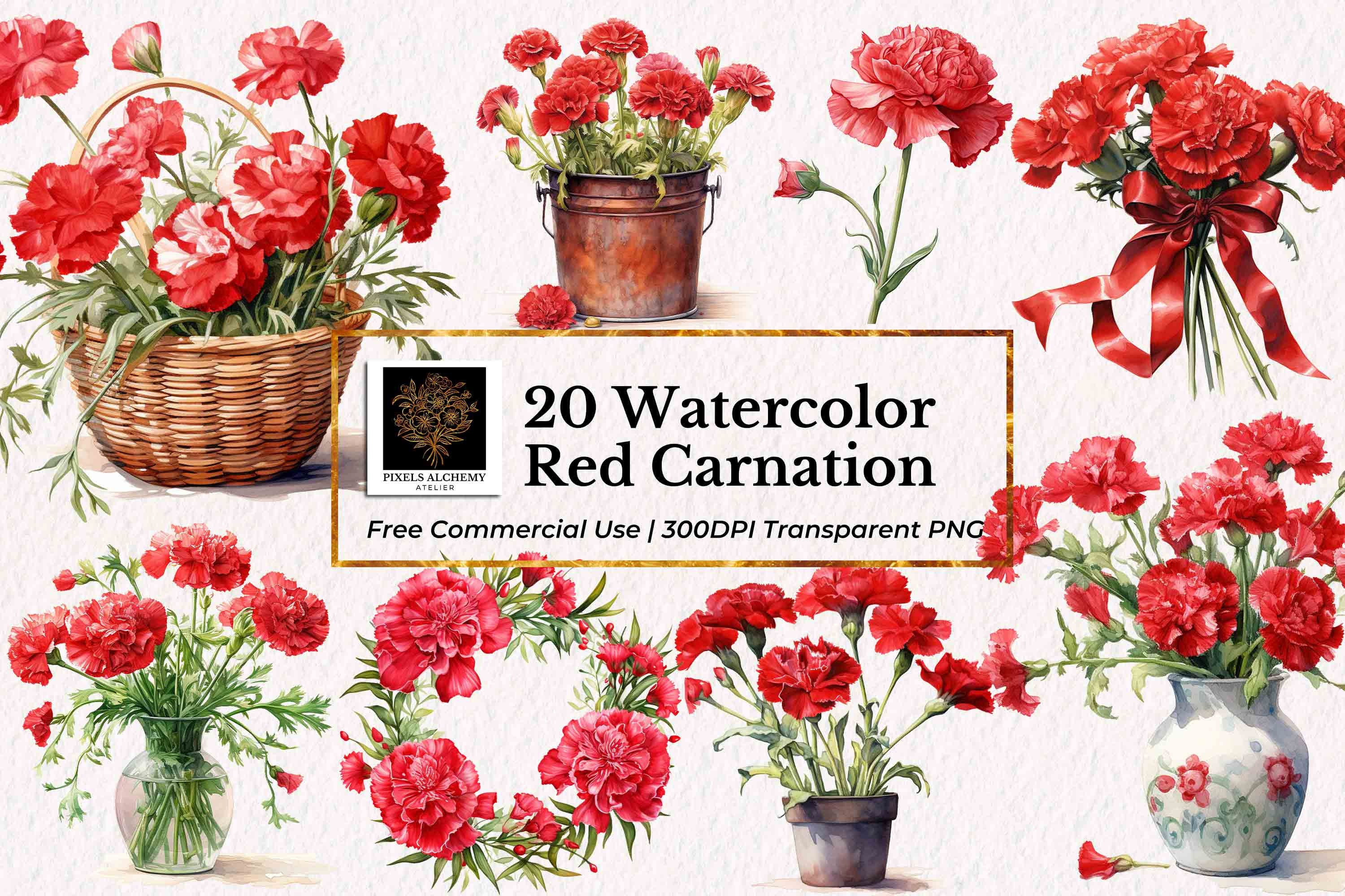 20 Red Carnation Watercolor Clipart, Transparent PNG, FREE Commercial
