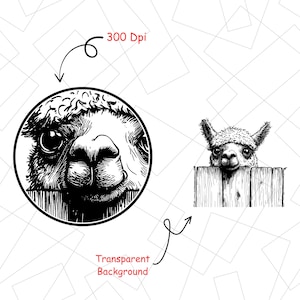 May include: Black and white illustration of an alpaca. One image shows the alpaca's face in a circle, the other shows the alpaca peeking over a wooden fence. The image is labeled "300 DPI" and "Transparent Background".