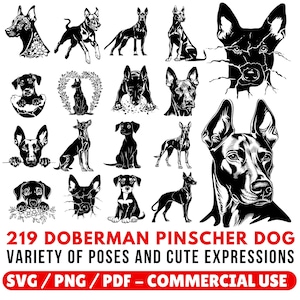 Colección de gráficos de perros Doberman Pinscher: archivos SVG, PNG y PDF (uso comercial, descarga instantánea)