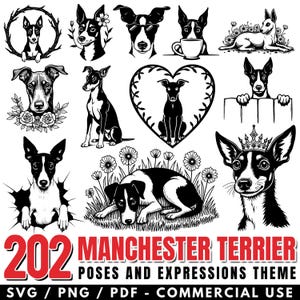 Manchester Terrier Poses and Expressions Svg Png Pdf files bundle cricut cut files | instant download | Commercial use