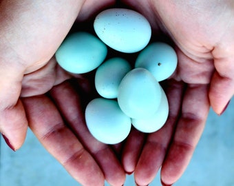 30 (100% TRUE BLEU) Celadon Coturnix AKA Japanese Quail Eggs