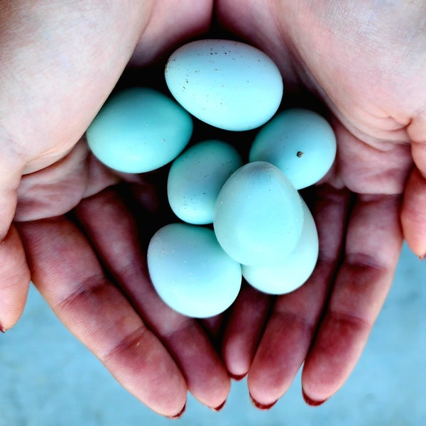 15+3 FREE! Celadon Coturnix “We ONLY LAY Aqua Bleu Eggs.”