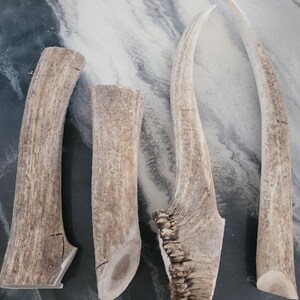Elk Antler Dog Chews