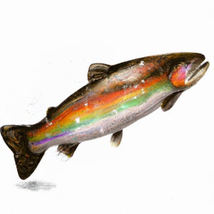 Trout Watercolor