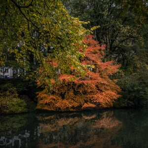Central Park Autumn Tree Print | New York City Fall Foliage