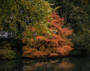 Bright Red Autumn Color | Lone Tree in Central Park | New York City Wall Art | Manhattan | Travel Memory | Paper | Canvas | Acrylic | Metal