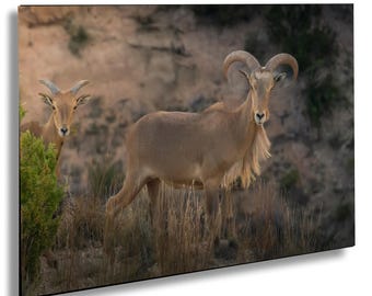 Fotografía de vida silvestre de ovejas Aoudad en el Cañón de Palo Duro / Arte mural en papel, lienzo, acrílico y metal / Escena natural de Texas