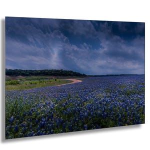 Bluebonnets bei Muleshoe Bend vor dem Sturm, Texas, Bluebonnets, Austin, Bluebonnet Wall Art, Frühling, Papier | Keilrahmen | Acryl | Metall