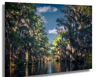 Caddo Lake Swamp Photography: Spanish Moss Cypress Trees Canvas or Metal Print
