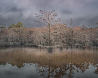 Arte mural de cipreses del lago Caddo / Fotografía de pantanos de Texas / Lienzo de naturaleza, metal / Paisaje pantanoso con niebla melancólica / Pesca y aguas tranquilas