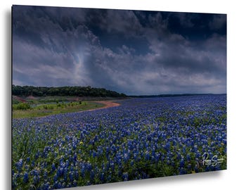 Texas Bluebonnet Field Before the Storm – Hill Country Wildflower Fine Art Print