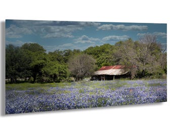 Texas Bluebonnet Field and Barn Photo: Hill Country Wildflower Art