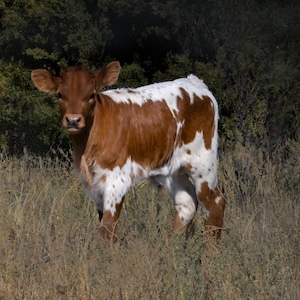 Vitello Longhorn 2 / Palo Duro Canyon Texas / Paesaggio artistico / Carta / Tela / Acrilico / Metallo