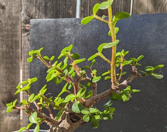 Portulacaria Afra Tree " Elephant Bush"