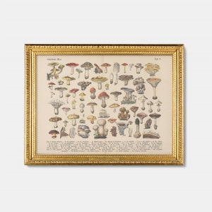 Vintage 19e-eeuwse paddestoelen kunst aan de muur, botanische grafiek poster print, Instant Download educatieve afdrukbare Home decor, Cottagecore