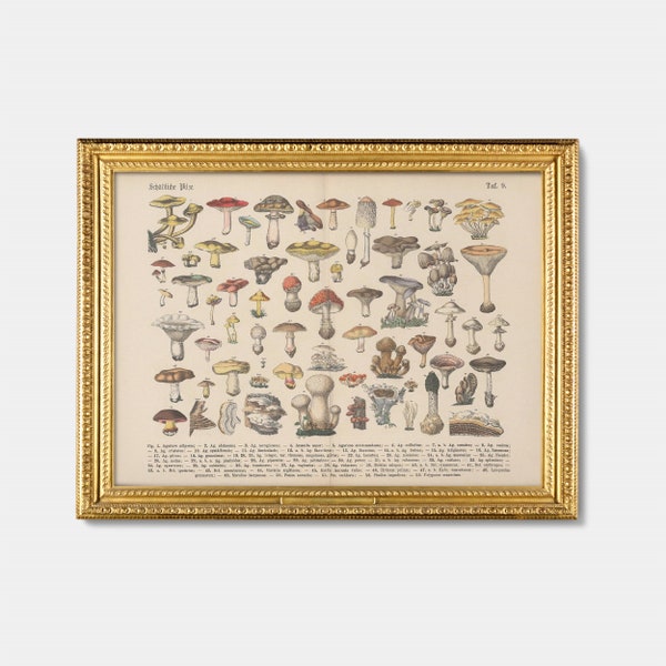 Vintage 19th Century Mushrooms Wall Art, Botanical Chart Poster Print, Instant Download Educational Printable Home Decor, Cottagecore