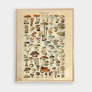 DIGITALE DOWNLOAD - Vintage Mushroom Science Chart Wall Art Print Poster, Instant Printable Fungi Artwork, Botanische Journaling Scrapbooking
