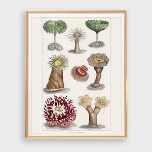 DIGITALER DOWNLOAD - Vintage Botanischer Druck, antike Koralle Sea Life Chart Wand Kunst DRUCKBAR, Marine Life Natural History 19th Century Poster