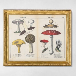 DIGITALER DOWNLOAD - 1857 Pilz-Diagramm, Vintage antike Pilze Druck, druckbare Mykologie Biologie botanische pädagogische digitale Wandkunst