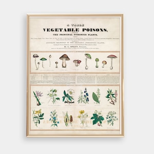 DOWNLOAD DIGITAL - Gráfico científico de cogumelos e plantas venenosas, decoração legal de escritório e laboratório, arte de parede geek, arte de impressão botânica vintage
