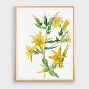 TÉLÉCHARGEMENT NUMÉRIQUE - vintage Yellow Floral Art, Illustration aquarelle botanique Instant Wall Art Print, Printable Flowers Cottagecore Decor