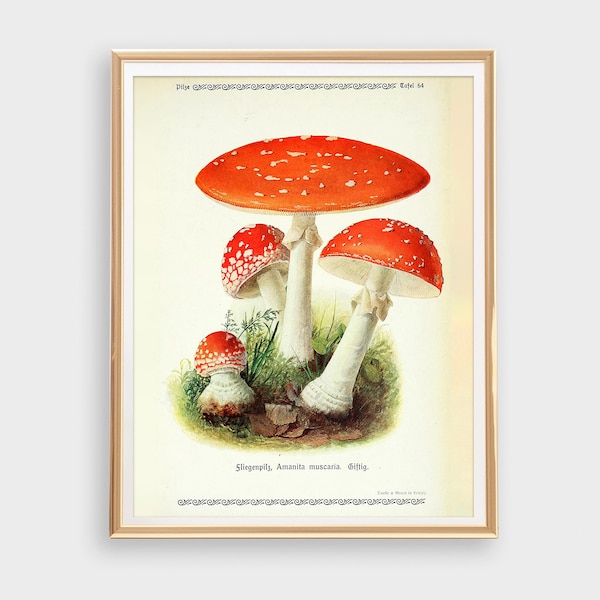 DIGITAL DOWNLOAD - Vintage Toadstool Digital Print, Amanita Muscaria, Illustrazione di funghi velenosi, Fly Agaric Fungi Printable Wall Art