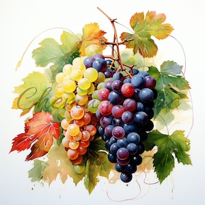 May include: A watercolor painting of two bunches of grapes. One bunch is green and yellow, and the other is purple and red. The grapes are hanging from a vine with green leaves.