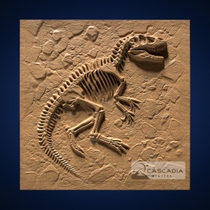 Puede incluir: Un modelo impreso en 3D detallado de un fósil de esqueleto de dinosaurio incrustado en una superficie rocosa. El fósil es de color marrón claro y la roca es de un marrón más oscuro. El texto "Cascadia Digital" es visible en la esquina inferior derecha de la imagen.