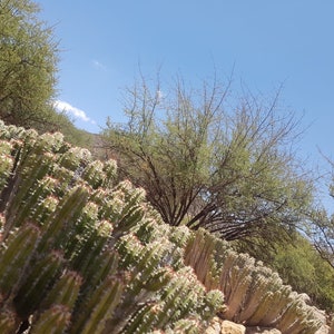 Daghmous cactus honey from Morocco image 2