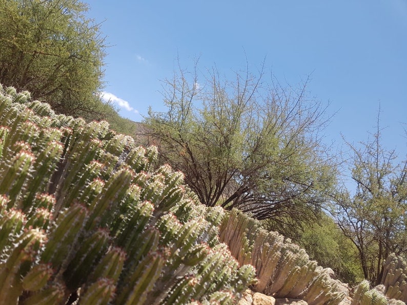 Daghmous cactus honey from Morocco image 2