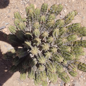 Miel de cactus daghmous du Maroc image 3