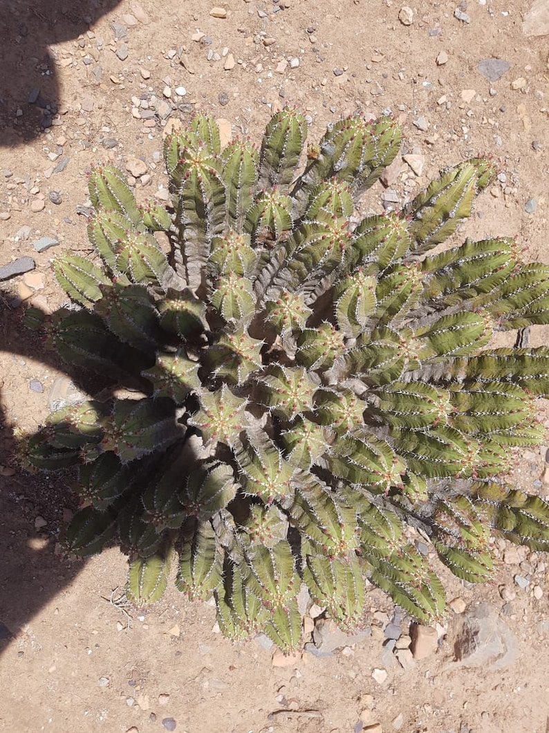 Daghmous cactus honey from Morocco image 3