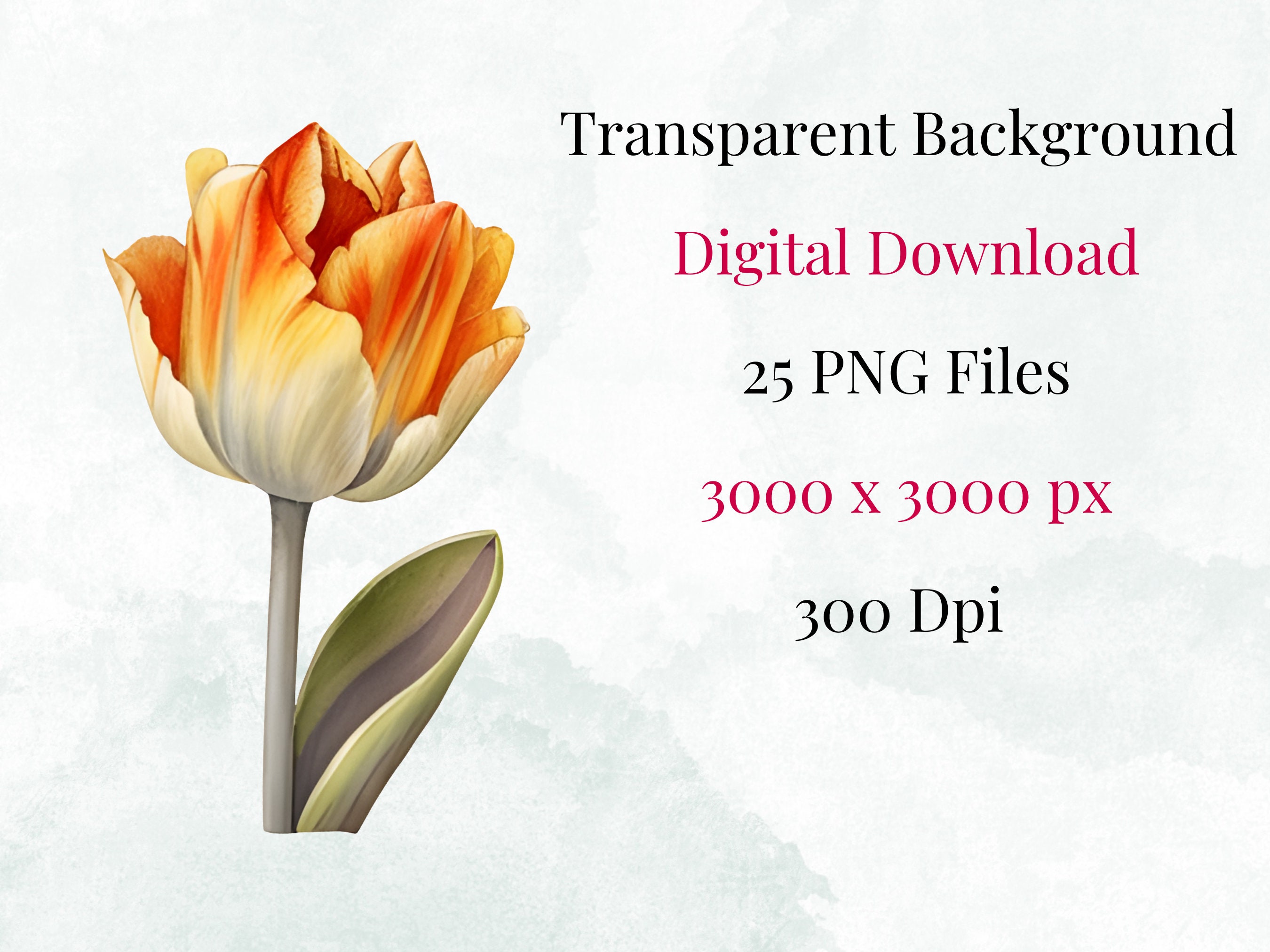 Watercolor Tulips Clipart - 25 PNG Images - Floral Clipart - Instant ...