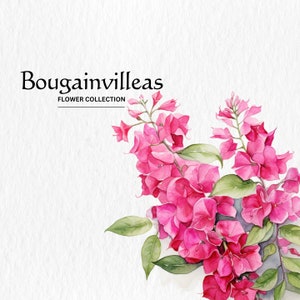 Clipart de buganvílias em aquarela - clipart de flores silvestres flores florais de primavera 10 formato PNG download digital instantâneo para uso comercial