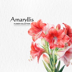 Aquarela Amaryllis Clipart - clipart de flores silvestres flores florais de primavera 10 formato PNG download digital instantâneo para uso comercial