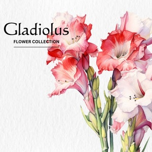 Watercolor Gladiolus Flowers Clipart Bundle - watercolor gladiolus flowers 8 PNG format instant digital download for commercial use