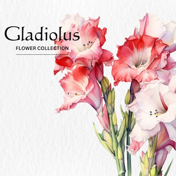 Watercolor Gladiolus Flowers Clipart Bundle - watercolor gladiolus flowers 8 PNG format instant digital download for commercial use