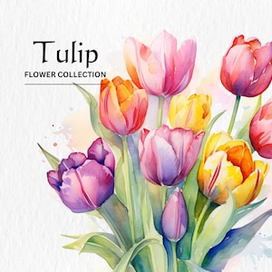 Watercolor Tulip Flowers Clipart Bundle - watercolor tulip flowers 8 PNG format instant digital download for commercial use