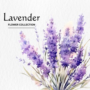 Watercolor Lavender Flowers Clipart Bundle - watercolor lavender flowers 8 PNG format instant digital download for commercial use