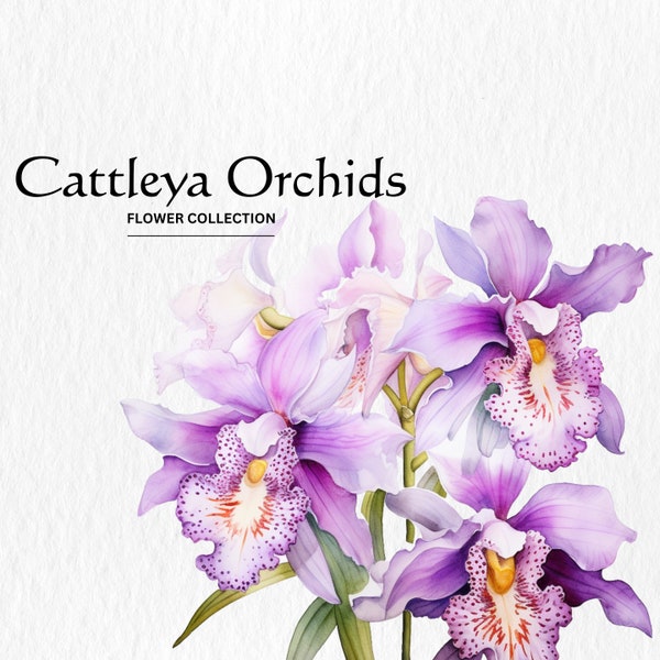 Watercolor Cattleya Orchids Clipart - spring floral flowers 10 PNG format instant digital download for commercial use