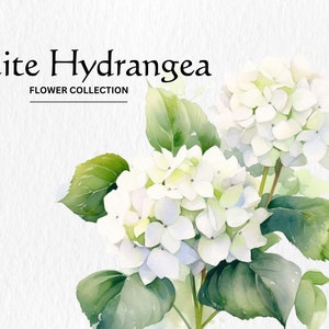 Aquarell Hortensie Blumen Clipart Bundle - Aquarell Hortensie Blumen 8 PNG format sofortiger digitaler Download für kommerzielle Nutzung