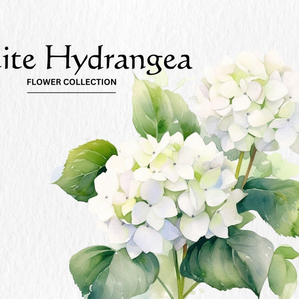 Watercolor White Hydrangea Flowers Clipart Bundle - watercolor hydrangea flowers 8 PNG format instant digital download for commercial use