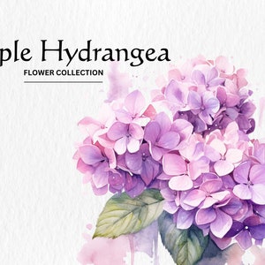 Paquete de imágenes prediseñadas de flores de hortensia púrpura acuarela - flores de hortensia de acuarela 8 descarga digital instantánea en formato PNG para uso comercial