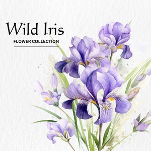 Aquarelle Wild Iris Flower Clipart Bundle - aquarelle iris sauvages fleurs floral 8 PNG format téléchargement numérique instantané pour un usage commercial