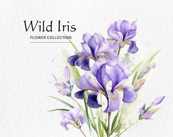 Watercolor Wild Iris Flower Clipart Bundle - watercolor wild iris flowers floral 8 PNG format instant digital download for commercial use