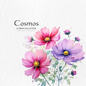 Aquarela Cosmos Clipart - clipart de flores silvestres flores florais de primavera 10 formato PNG download digital instantâneo para uso comercial