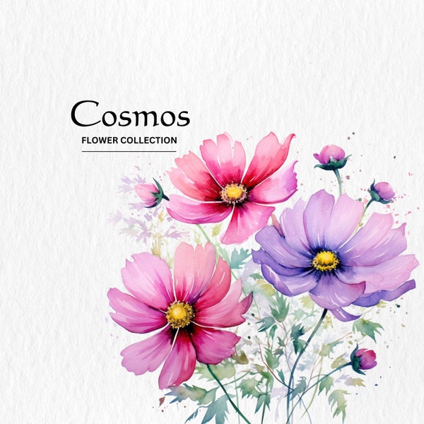 Watercolor Cosmos Clipart - wild flower clipart spring floral flowers 10 PNG format instant digital download for commercial use