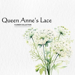 Aquarell Queen Anne's Lace Clipart - wilde Blume Clipart Frühling Blumen Blumen 10 PNG format sofortiger digitaler Download für kommerzielle Nutzung