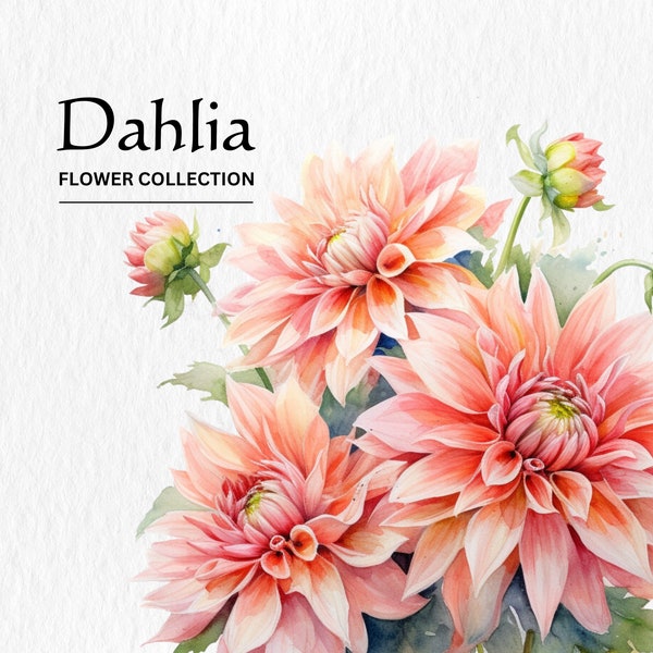 Watercolor Dahlia Flowers Clipart Bundle - watercolor dahlia flowers 8 PNG format instant digital download for commercial use